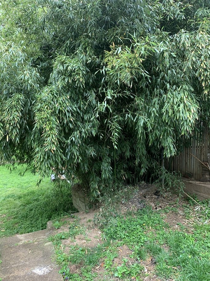 How To Stop Bamboo From Exploding