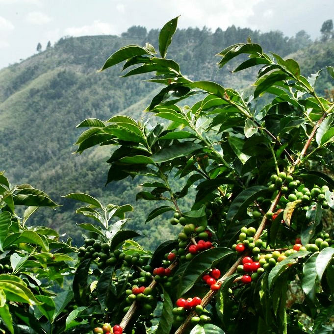 Sumatra Coffee Mandheling: Dove Acquistarlo E Come Prepararlo